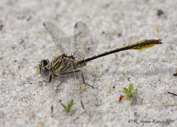 Phanogomphus cavillaris brimleyi, male